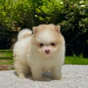 Cachorro Pomeracia Camada Colombian Puppies Color Bicolor Claro Claro