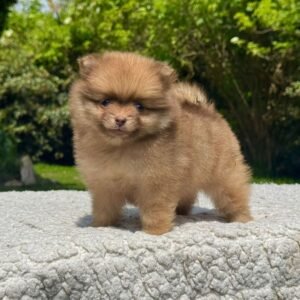 Cachorro Pomeracia Camada Colombian Puppies Color Marrón