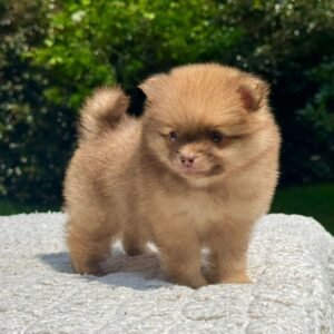 Cachorro Pomeracia Camada Colombian Puppies Color Marrón Frente