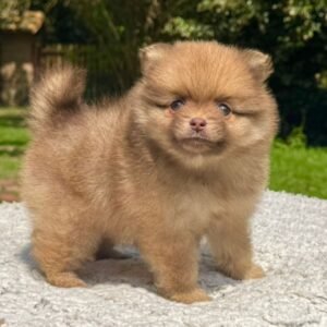 Cachorro Pomeracia Camada Colombian Puppies Color Marrón Parado