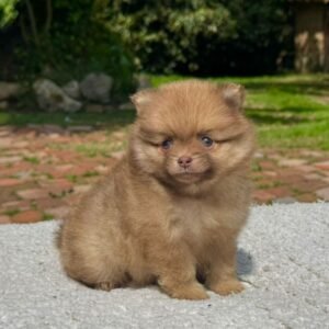 Cachorro Pomeracia Camada Colombian Puppies Color Marrón Sentado