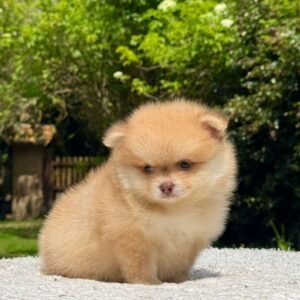 Cachorro Pomeracia Camada Colombian Puppies Color Marrón claro Sentado de lado