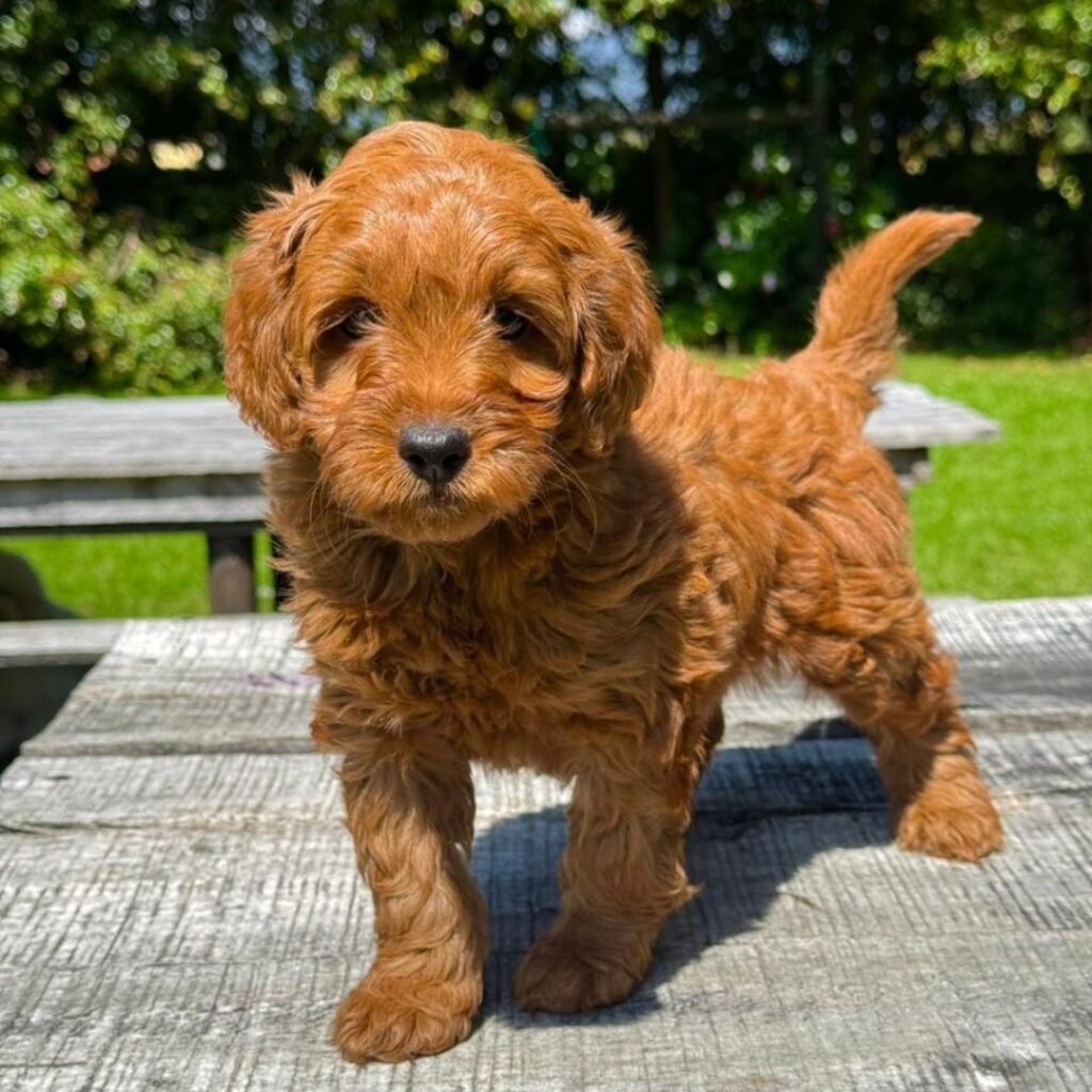 Goldendoodle Midium 01