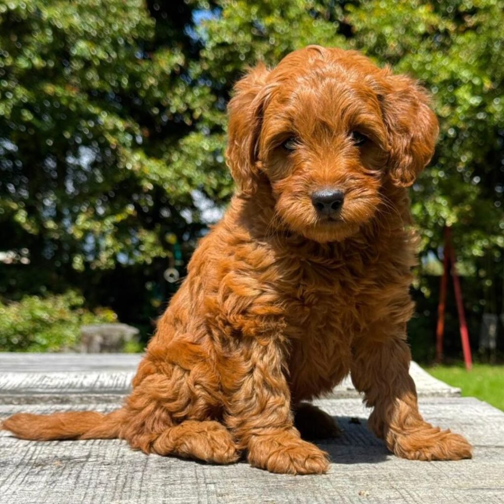 Goldendoodle Midium 02