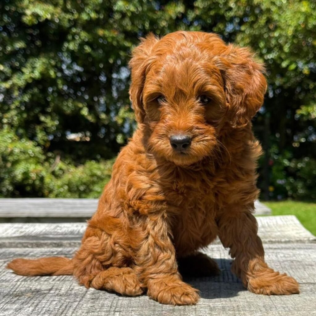 Goldendoodle Midium 03