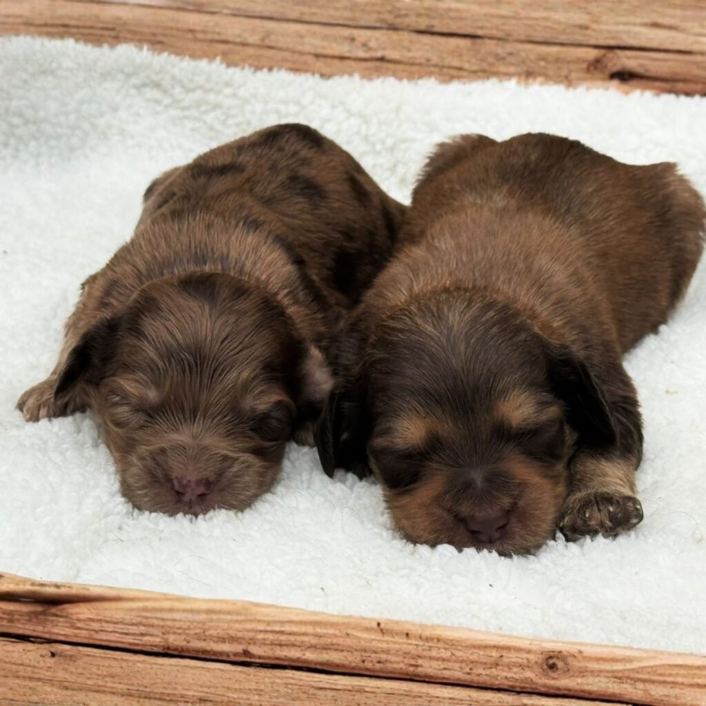 Goldendoodle midium Exótico 01