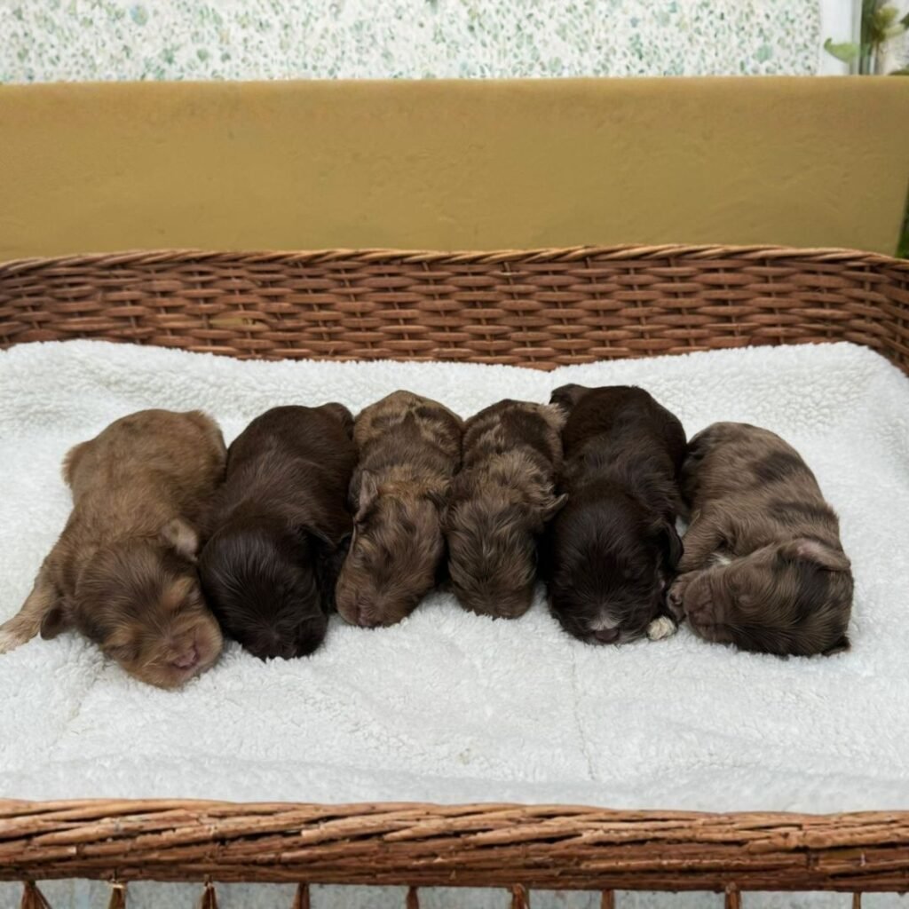 Goldendoodle midium Exótico 02