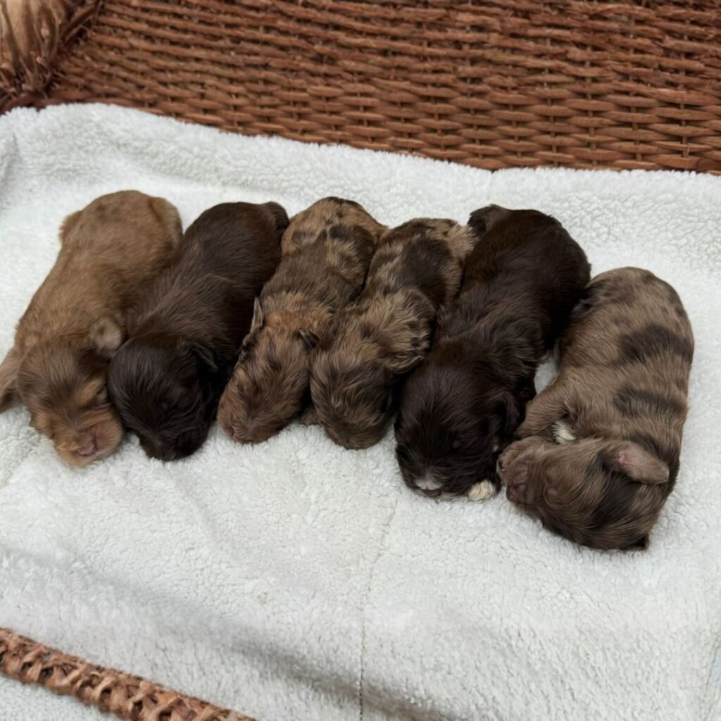 Goldendoodle midium Exótico 03