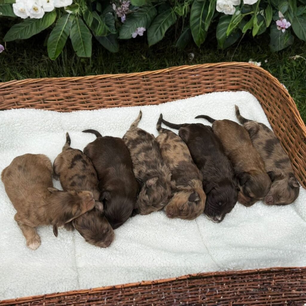 Goldendoodle midium Exótico 04