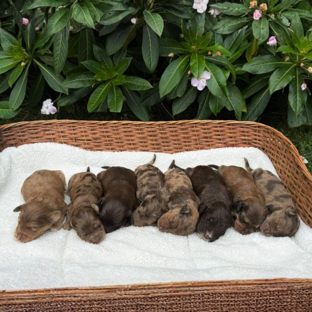 Goldendoodle midium Exótico 05