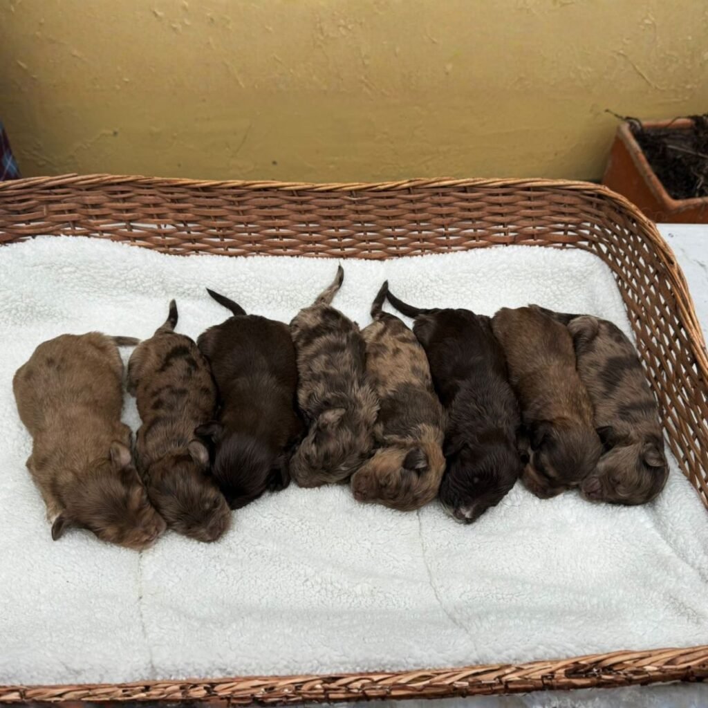 Goldendoodle midium Exótico 06