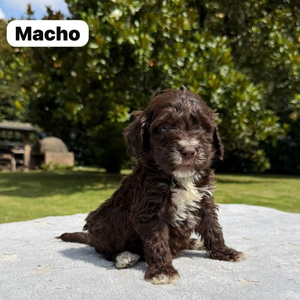 Cachorros Colombian Puppies Golden Mini Exóticos (10)