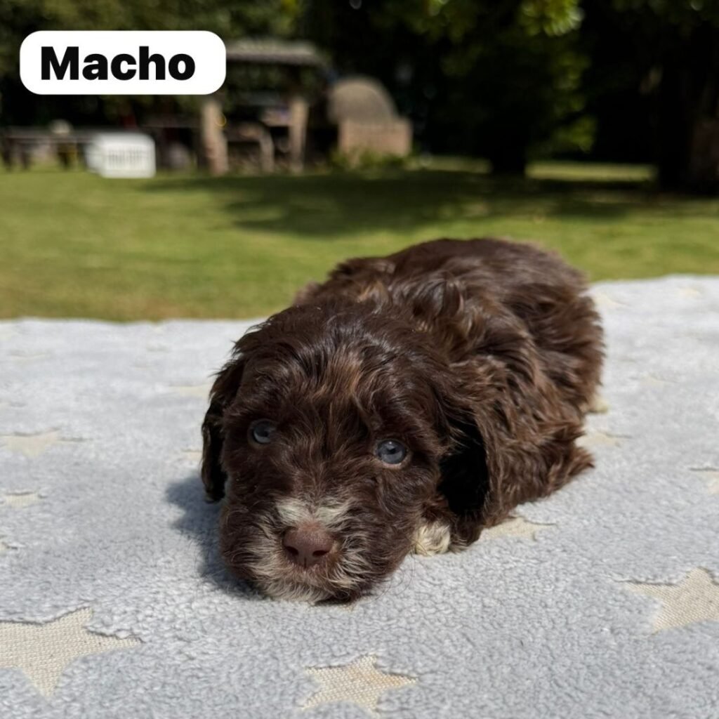 Cachorros Colombian Puppies Golden Mini Exóticos (12)