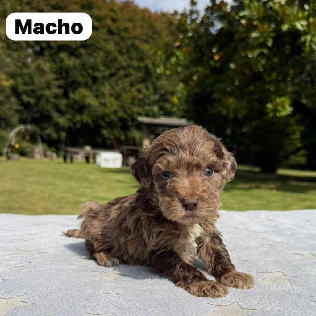 Cachorros Colombian Puppies Golden Mini Exóticos (13)