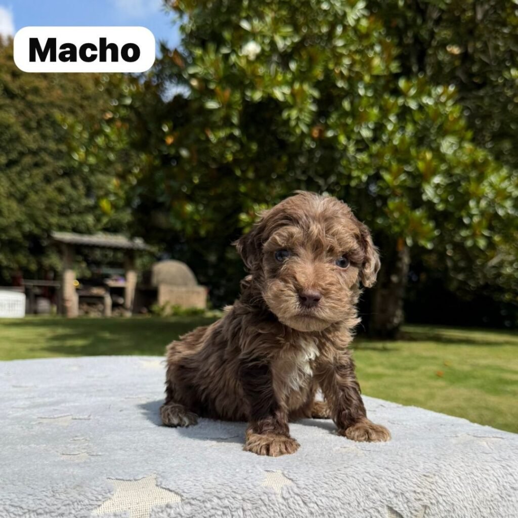 Cachorros Colombian Puppies Golden Mini Exóticos (14)