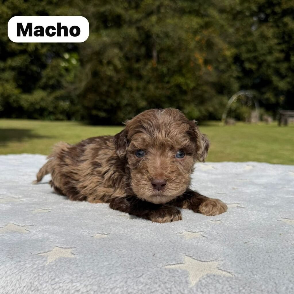 Cachorros Colombian Puppies Golden Mini Exóticos (15)