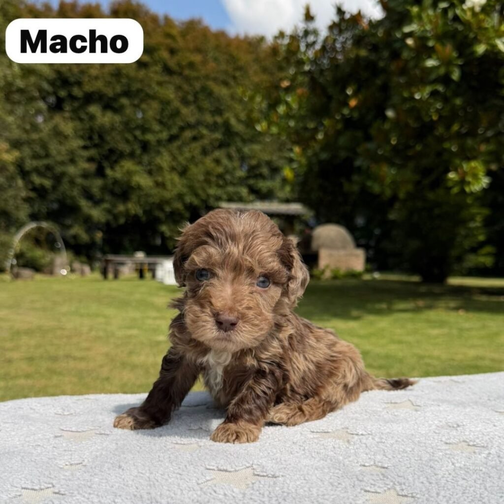 Cachorros Colombian Puppies Golden Mini Exóticos (16)