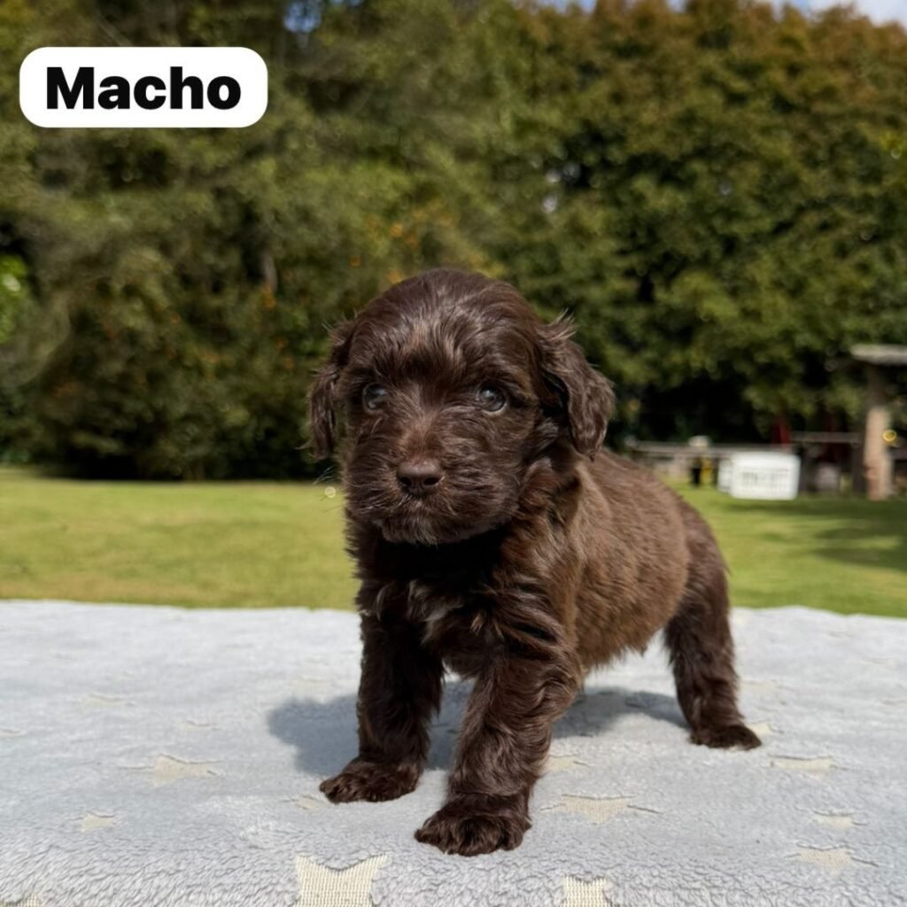 Cachorros Colombian Puppies Golden Mini Exóticos (17)