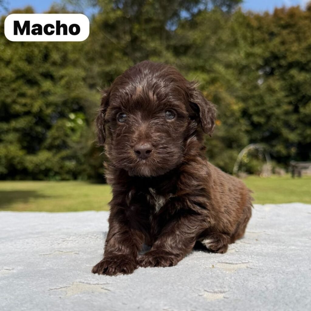 Cachorros Colombian Puppies Golden Mini Exóticos (18)