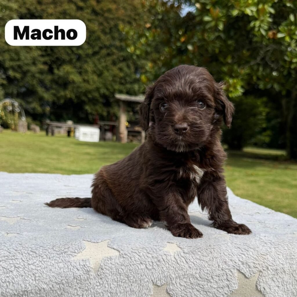 Cachorros Colombian Puppies Golden Mini Exóticos (19)