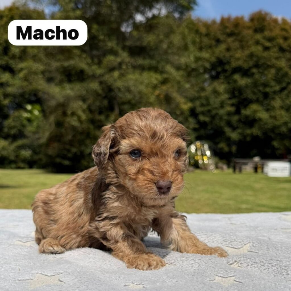 Cachorros Colombian Puppies Golden Mini Exóticos (2)