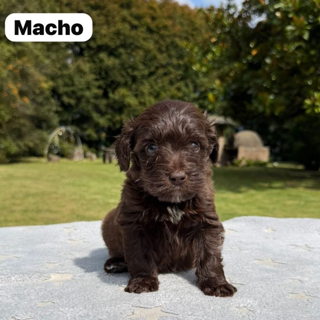 Cachorros Colombian Puppies Golden Mini Exóticos (20)