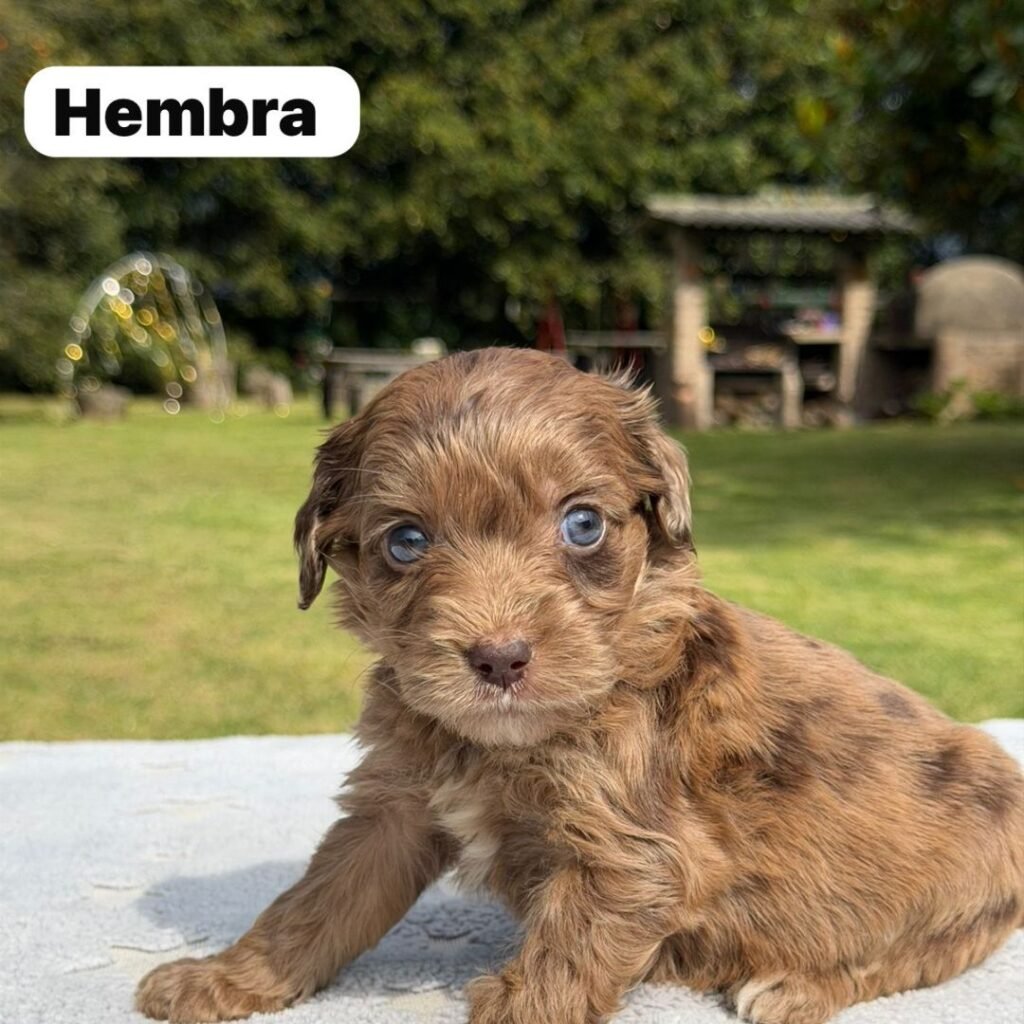 Cachorros Colombian Puppies Golden Mini Exóticos (22)