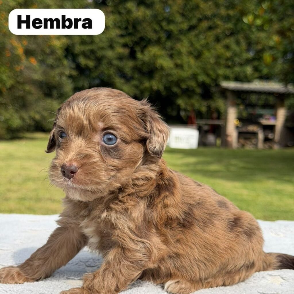 Cachorros Colombian Puppies Golden Mini Exóticos (23)