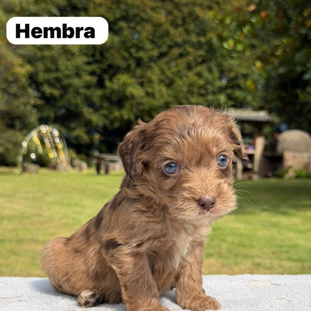 Cachorros Colombian Puppies Golden Mini Exóticos (24)