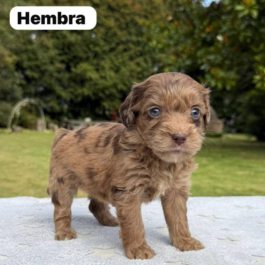 Cachorros Colombian Puppies Golden Mini Exóticos (25)