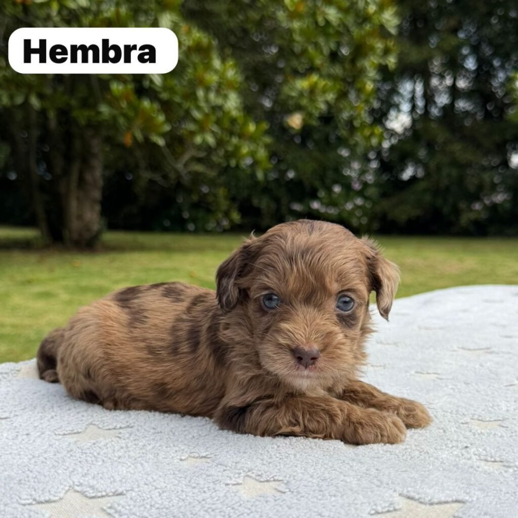 Cachorros Colombian Puppies Golden Mini Exóticos (26)