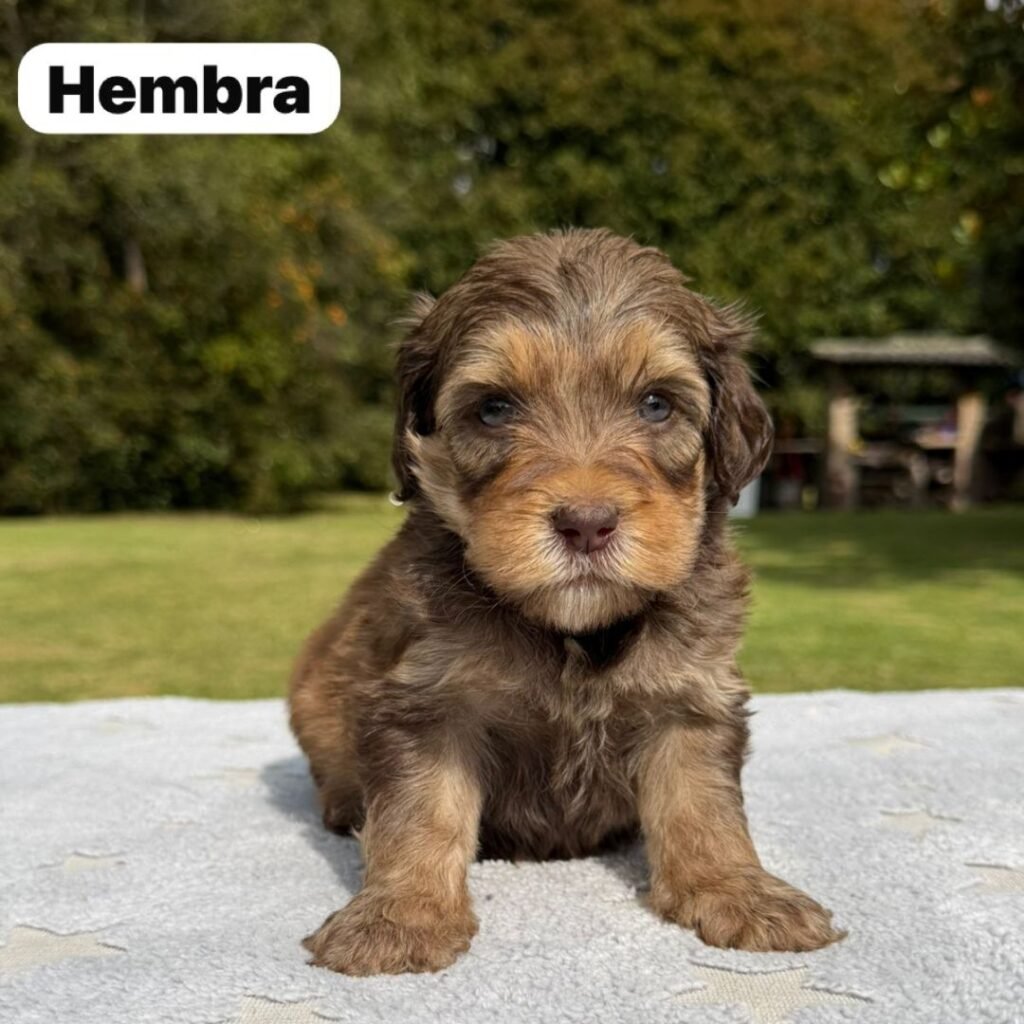 Cachorros Colombian Puppies Golden Mini Exóticos (27)