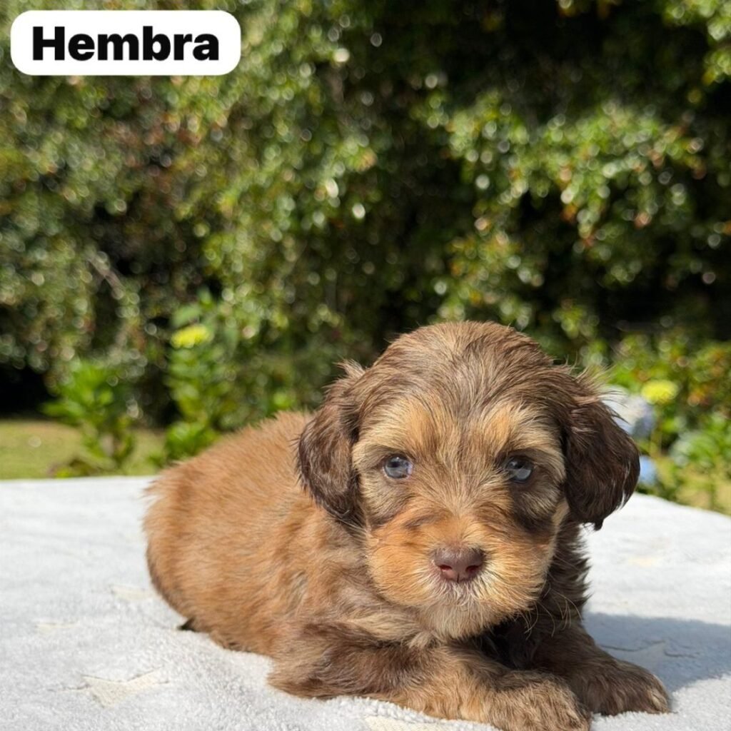 Cachorros Colombian Puppies Golden Mini Exóticos (28)