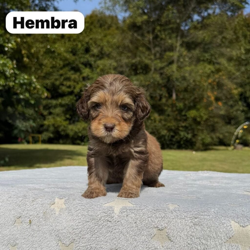 Cachorros Colombian Puppies Golden Mini Exóticos (29)