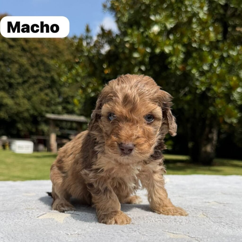 Cachorros Colombian Puppies Golden Mini Exóticos (3)