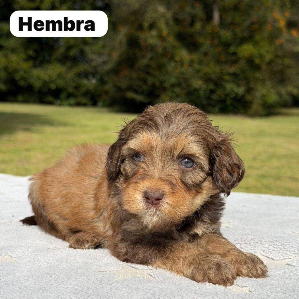 Cachorros Colombian Puppies Golden Mini Exóticos (30)