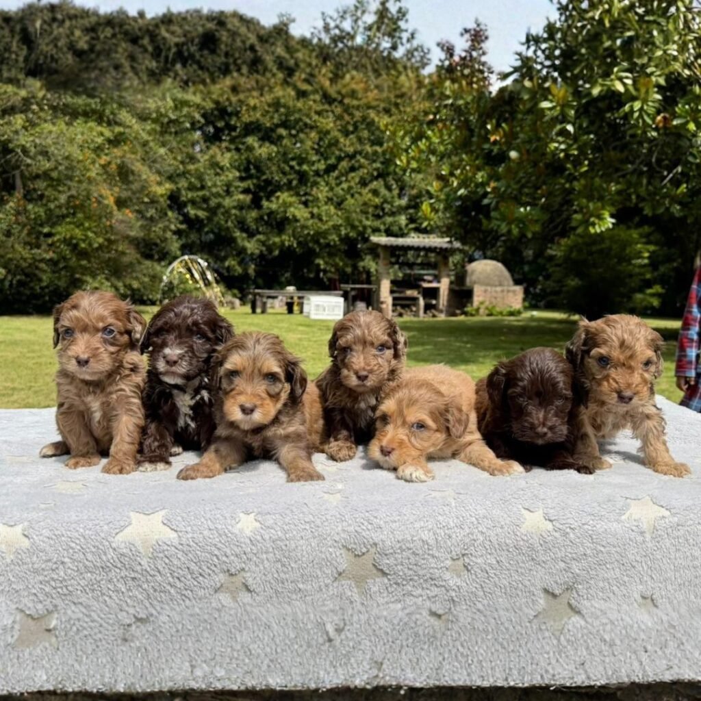 Cachorros Colombian Puppies Golden Mini Exóticos (31)