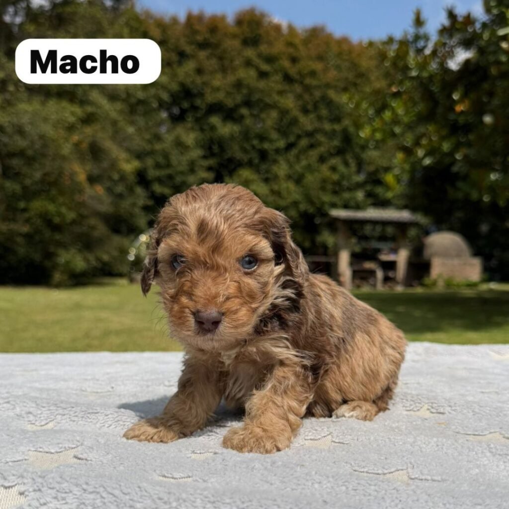 Cachorros Colombian Puppies Golden Mini Exóticos (6)