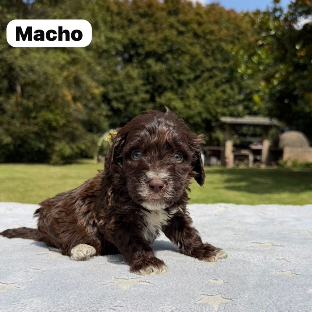 Cachorros Colombian Puppies Golden Mini Exóticos (8)