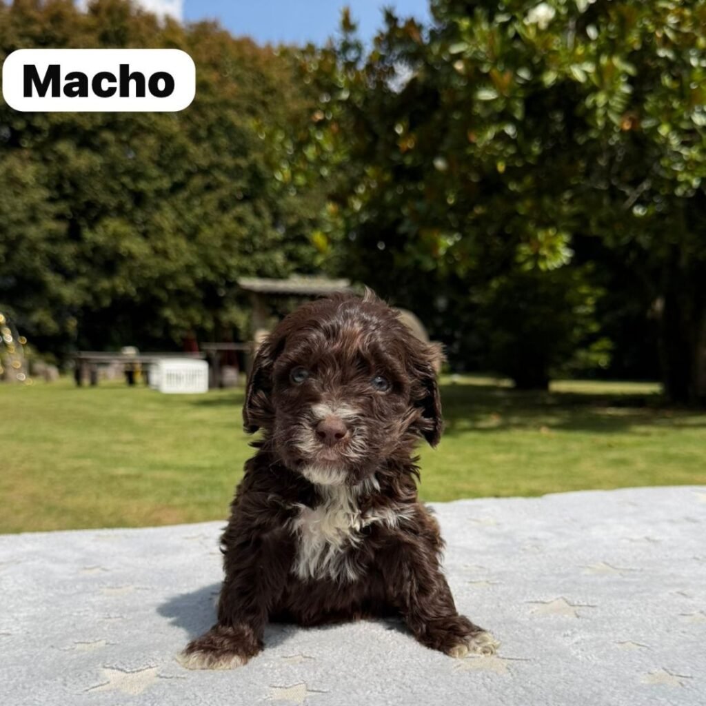 Cachorros Colombian Puppies Golden Mini Exóticos (9)