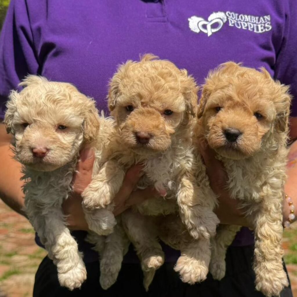 Cachorros Maltipoo Colombian Puppies Disponibles Entrega Inmediata 01