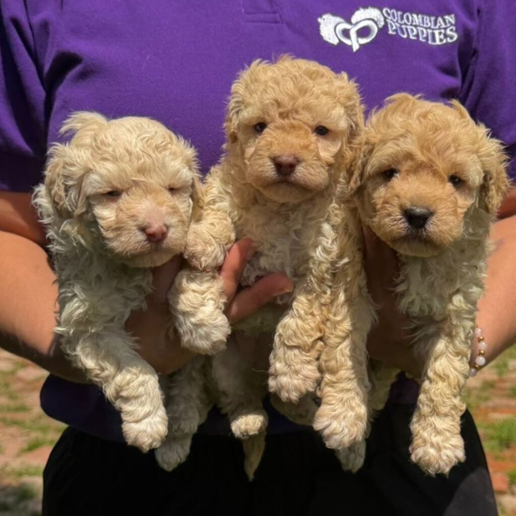 Cachorros Maltipoo Colombian Puppies Disponibles Entrega Inmediata 02
