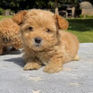 Cachorros Maltipoo Colombian Puppies Disponibles Entrega Inmediata 03