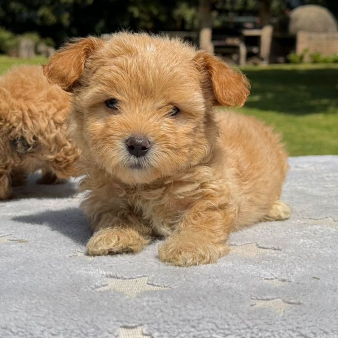 Cachorros Maltipoo Colombian Puppies Disponibles Entrega Inmediata 03