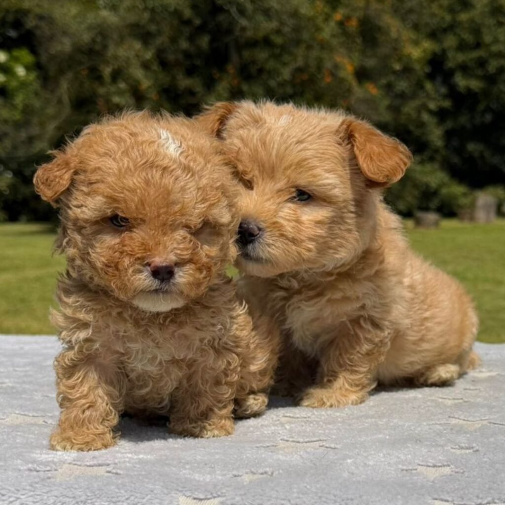Cachorros Maltipoo Colombian Puppies Disponibles Entrega Inmediata 04