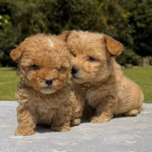 Cachorros Maltipoo Colombian Puppies Disponibles Entrega Inmediata 04