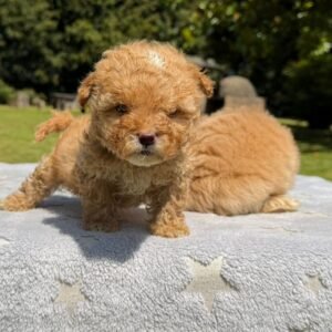 Cachorros Maltipoo Colombian Puppies Disponibles Entrega Inmediata 05