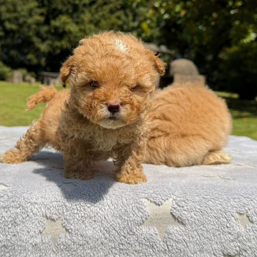 Cachorros Maltipoo Colombian Puppies Disponibles Entrega Inmediata 05