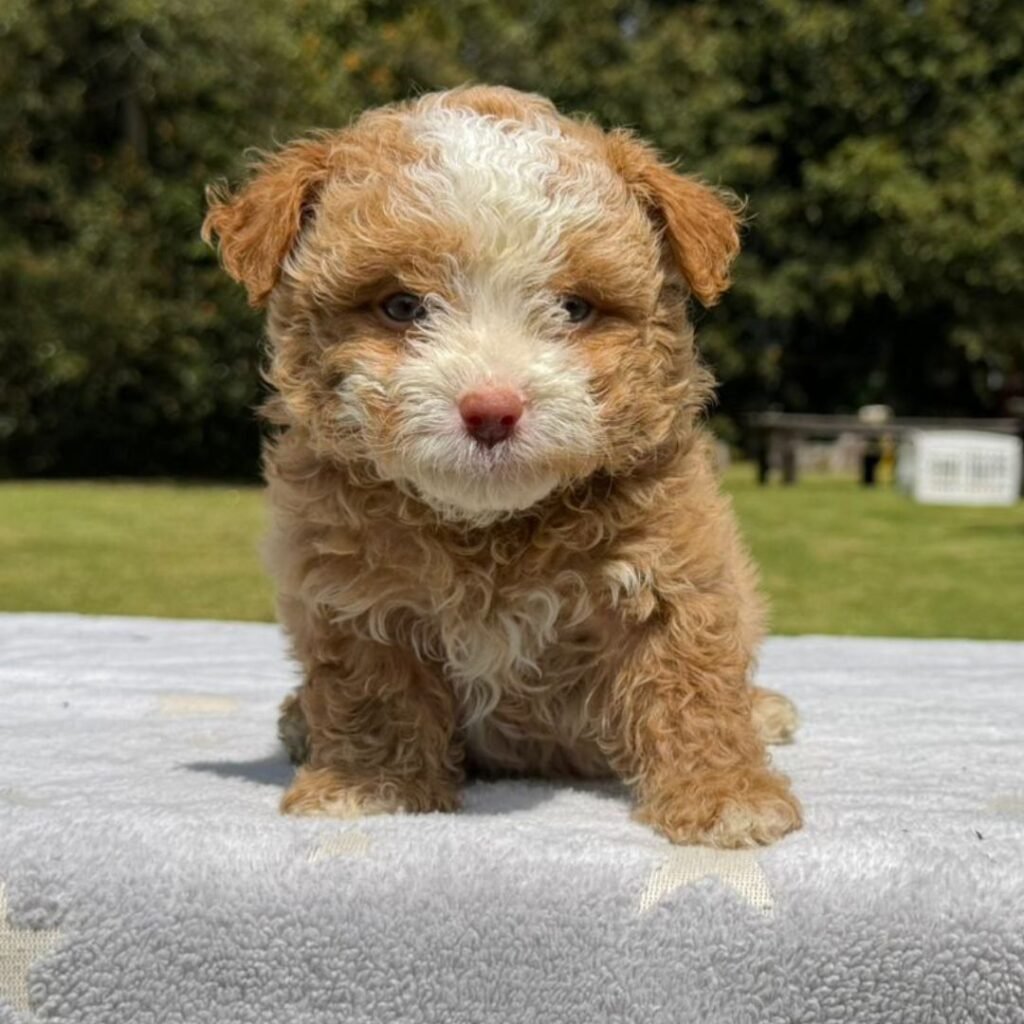Cachorros Maltipoo Colombian Puppies Disponibles Entrega Inmediata 06