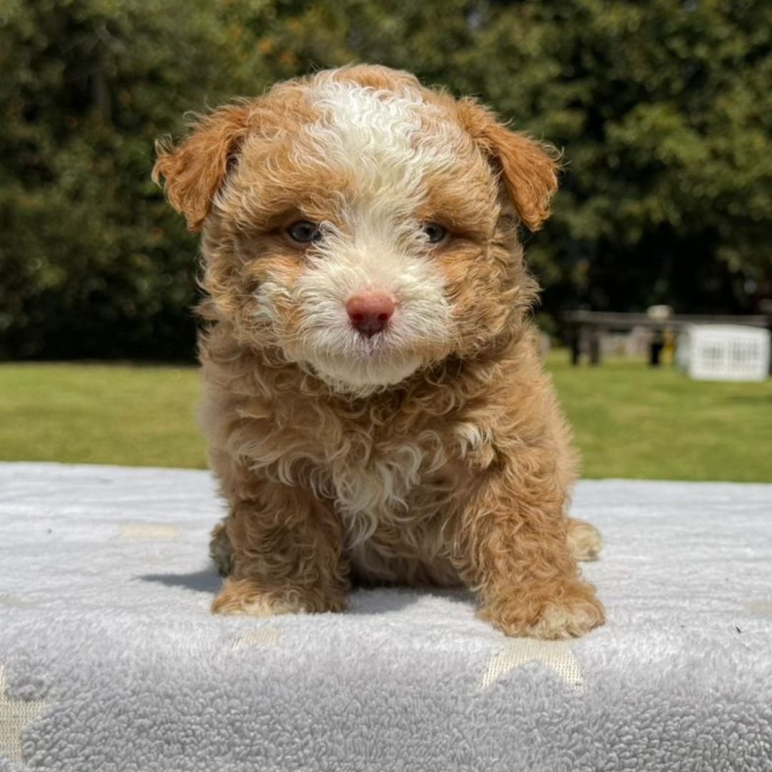 Cachorros Maltipoo Colombian Puppies Disponibles Entrega Inmediata 06